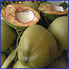 Green coconut fruits