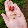 Open palm of hand holding three red coffee fruits and three pale tan coffee seeds