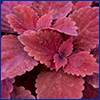 Coleus plant with deep red leaves, photo by Tyler Jones, UF/IFAS