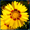 Yellow coreopsis flower with a red ring around the center, UF/IFAS file photo