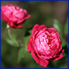 Deep pink roses