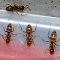 Caribbean 

crazy ants