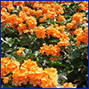 Orange crossandra flowers