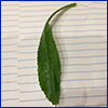 Long dark green leaf with saw toothed margin