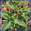 Leafy green coneflower plant with spindly orange and pink daisylike flowers