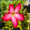 Hot pink trumpet shaped flower with five petals