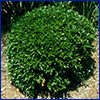 Small round shrub with small shiny green leaves