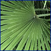 Green fan-shaped palm frond