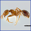 A very close view of an ant specimen