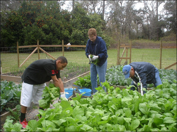 A young volunteer and two Master Gardener volunteers work in the garden
