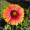 Orange daisy like flower with yellow tipped petals and a dark red center