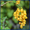 A small cluster of yellow berries that resemble a bunch of grapes