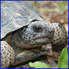 Close view of a gopher tortoise head poking out of his shell, photo courtesy of USDA