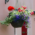 Mixed flowers in a hanging basket