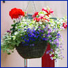 Colorful annuals in a hanging basket
