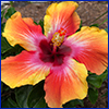 A hibiscus flower with ombre like color starting deep maroon in the center and lightening to orange and then yellow at the petal edges