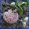 A round cluster of tiny pink flowers with dark pink centers at the end of a long stem covered in waxy round leaves