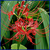 Delicate, spidery red petals and stamens of hurricane lily against a backdrop of strappy green foliage
