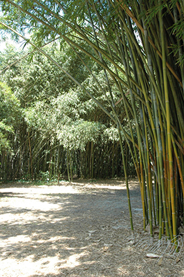 Path through a bamboo grove at Kanapaha