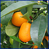 Small orange kumquat fruit on tree with deep green leaves