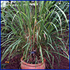 Lemongrass is a grassy looking plant in a terrcotta planter