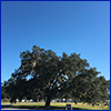 Live oak photographed from far away so as to fit it in the frame as it's wider than it is tall