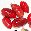 Small, red, shiny, oval berries of miracle fruit plant