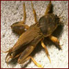 mole cricket