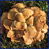 a cluster of tan mushrooms. Photo by David Stephens of Bugwood