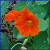 Reddish orange simple flower with foliage that resembles lilypads
