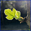 Tiny new fig leaf budding off a branch with the sun shining through it