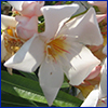 pale pink oleander flower