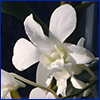 A white dendrobium orchid