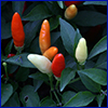 Red, white, and orange ornamental peppers