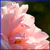 Side view of a pale pink rose with many petals