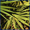 palmetto fronds in sunlight