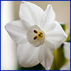 The white flower of paperwhite narcissus