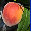 Peach, variety UF2000