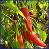 Long red peppers on plant