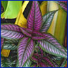 Foliage plant with purple leaves and dark green veins