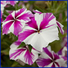 Starbrite phlox have simple petals that are candy striped pink and white