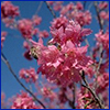 Pink flowers on bare branches of a trumpet tree
