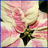Pink and cream colored poinsettia