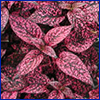 Polkadot plant with pink leaves mottled with green