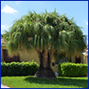 Attractive palm tree-like plant in front yard