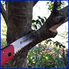 Using a hand saw to prune a branch off a tree