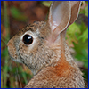 Eastern cottontail rabbit photo by Thomas Wright, UF