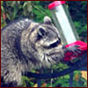 Raccoon on hummingbird feeder