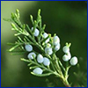 The light blue berry like fruit of a female red cedar tree, photo by Stephen Brown, UF/IFAS
