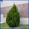 A small evergreen tree, almost teardrop shaped